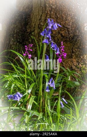 Des cloches et des orchidées qui poussent à côté d'un arbre au printemps Banque D'Images