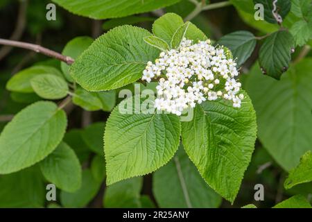 Fleurs blanches d'arbre de wayfaring (Viburnum lantana) au printemps, Angleterre, Royaume-Uni Banque D'Images