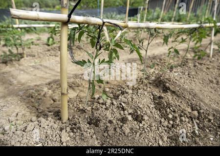 Détail de jardin biologique pour la consommation humaine, légumes sains Banque D'Images