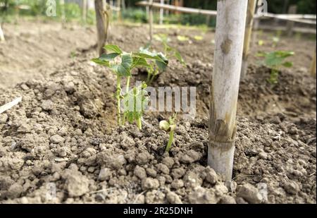 Détail de jardin biologique pour la consommation humaine, légumes sains Banque D'Images