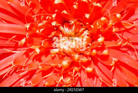 Fond de texture macro rouge complet chrysanthèmes motif Banque D'Images