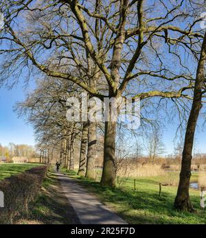 Homme sur des balades à vélo le long d'une rangée d'arbres *** Légende locale *** Bunnik, Utrecht, pays-Bas, ferme, forêt, bois, arbres, hiver, Banque D'Images