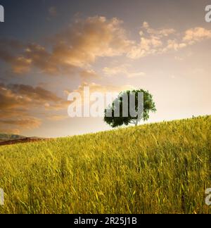 Champ de blé et arbre solitaire au coucher du soleil en Sicile, Italie Banque D'Images