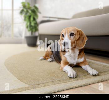 Adorable beagle chien couché sur la moquette sur le sol sur un arrière-plan intérieur confortable et clair. Animaux domestiques Banque D'Images