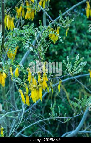 Gros plan sur le portrait naturel de la plante à fleurs de Sophora Tetraptera Banque D'Images