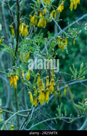 Gros plan sur le portrait naturel de la plante à fleurs de Sophora Tetraptera Banque D'Images