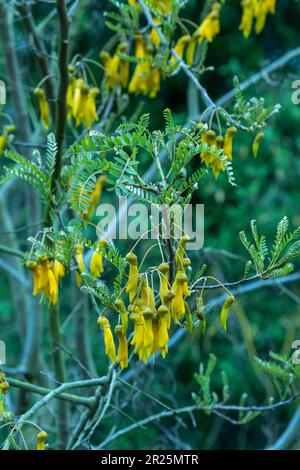 Gros plan sur le portrait naturel de la plante à fleurs de Sophora Tetraptera Banque D'Images