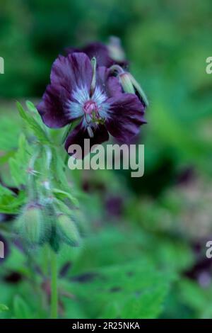 Très belle couverture géranium Phaeum var Phaeum Samobor. Portrait naturel de plantes en gros plan dans son environnement Banque D'Images
