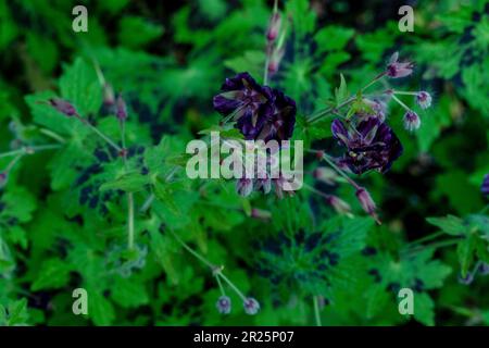 Très belle couverture géranium Phaeum var Phaeum Samobor. Portrait naturel de plantes en gros plan dans son environnement Banque D'Images