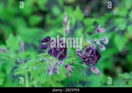 Très belle couverture géranium Phaeum var Phaeum Samobor. Portrait naturel de plantes en gros plan dans son environnement Banque D'Images