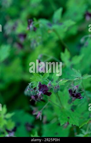 Très belle couverture géranium Phaeum var Phaeum Samobor. Portrait naturel de plantes en gros plan dans son environnement Banque D'Images