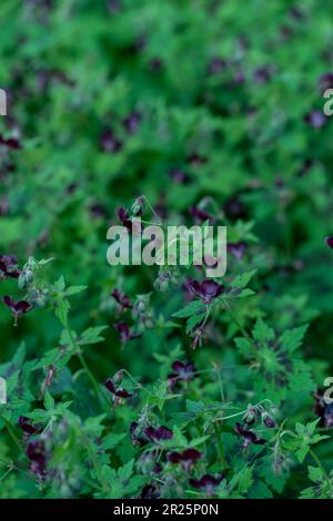 Très belle couverture géranium Phaeum var Phaeum Samobor. Portrait naturel de plantes en gros plan dans son environnement Banque D'Images