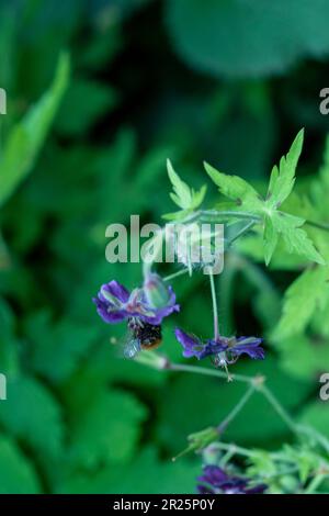 Très belle couverture géranium Phaeum var Phaeum Samobor. Portrait naturel de plantes en gros plan dans son environnement Banque D'Images