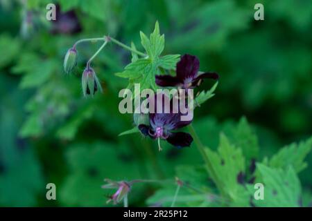 Très belle couverture géranium Phaeum var Phaeum Samobor. Portrait naturel de plantes en gros plan dans son environnement Banque D'Images