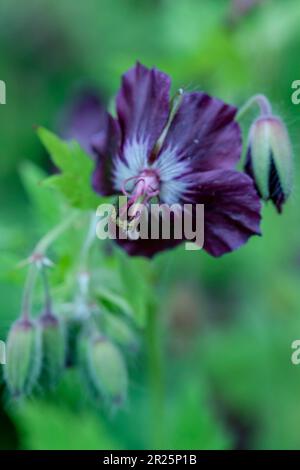 Très belle couverture géranium Phaeum var Phaeum Samobor. Portrait naturel de plantes en gros plan dans son environnement Banque D'Images