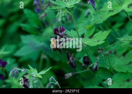 Très belle couverture géranium Phaeum var Phaeum Samobor. Portrait naturel de plantes en gros plan dans son environnement Banque D'Images