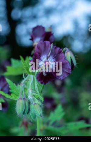 Très belle couverture géranium Phaeum var Phaeum Samobor. Portrait naturel de plantes en gros plan dans son environnement Banque D'Images