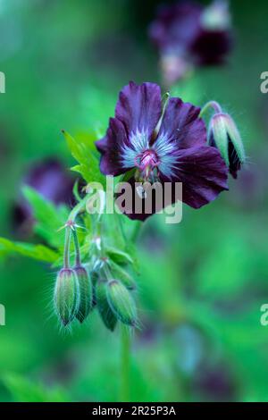 Très belle couverture géranium Phaeum var Phaeum Samobor. Portrait naturel de plantes en gros plan dans son environnement Banque D'Images