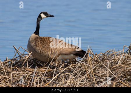 Bernache du Canada (Branta canadensis), comté de Harney, Oregon Banque D'Images