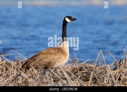 Bernache du Canada (Branta canadensis), comté de Harney, Oregon Banque D'Images