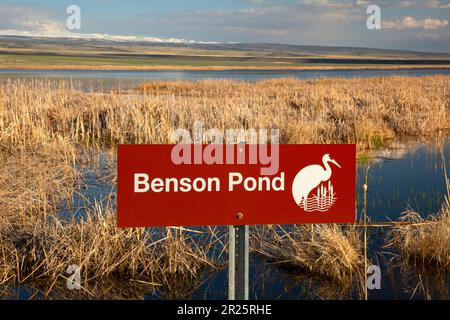 Benson étang, Malheur National Wildlife Refuge, Oregon Banque D'Images