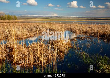 Benson étang, Malheur National Wildlife Refuge, Oregon Banque D'Images