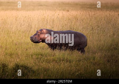 Grand hippo africain gris sauvage dans la savane du Parc national du Serengeti, Tanzanie, Afrique Banque D'Images