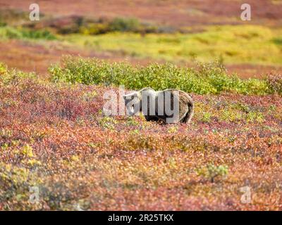 Ours grizzli dans un pâturage Denali Banque D'Images
