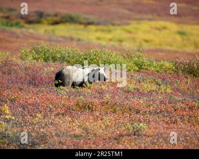 Ours grizzli dans un pâturage Denali Banque D'Images