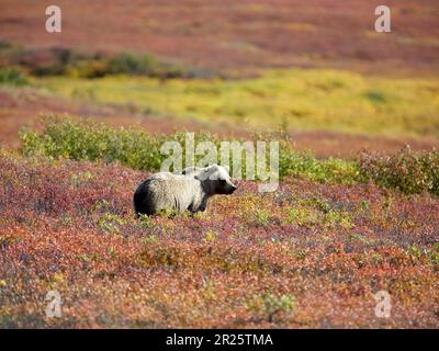 Ours grizzli dans un pâturage Denali Banque D'Images