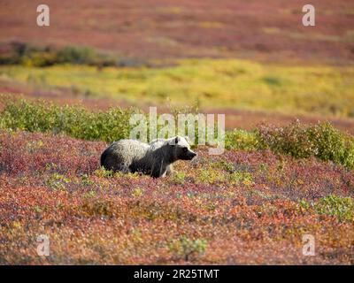 Ours grizzli dans un pâturage Denali Banque D'Images