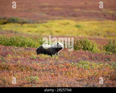Ours grizzli dans un pâturage Denali Banque D'Images