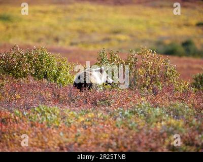 Ours grizzli dans un pâturage Denali Banque D'Images