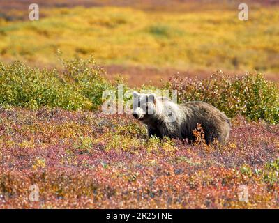 Ours grizzli dans un pâturage Denali Banque D'Images