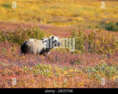 Ours grizzli dans un pâturage Denali Banque D'Images