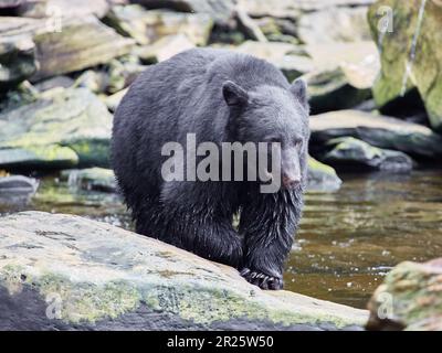 Ours noir debout sur des rochers Banque D'Images