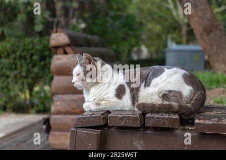 Une photo d'un chat errant à Izmir. Banque D'Images