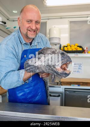 Les vendeurs de poissons montrent un poisson-chat (loup de l'Atlantique, loup de mer, poisson-chat, poisson-chat (Anarhichas lupus) photo: Anita Hedlund Banque D'Images