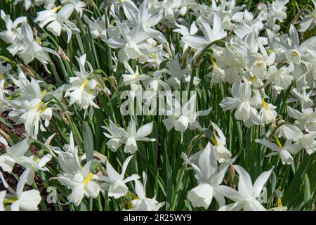 Enregistrer les daffodils de l'aperçu de téléchargement. Jonquilles de printemps, jonquilles jaunes. Fleurs de printemps. Photos artistiques de fleurs. Arrangements floraux. La beauté de fl Banque D'Images