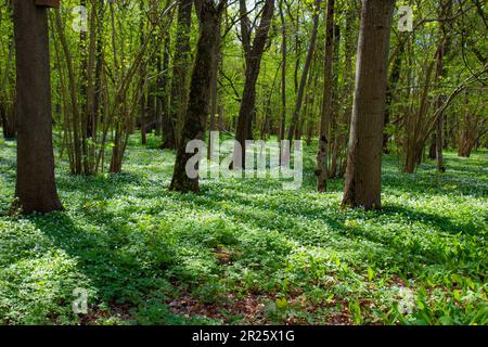 Enregistrer Télécharger Aperçu belles fleurs blanches anémones au printemps dans la nature en forêt . Paysage de la forêt de printemps dans les beaux rayons du soleil de coucher de soleil Banque D'Images