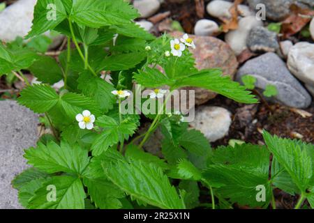 Save Download Preview fraise sauvage à floraison unique.les fraises sur la pelouse fleurissent sur le fond de la forêt Banque D'Images