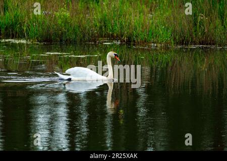 Un cygne blanc muet sur une rivière Banque D'Images