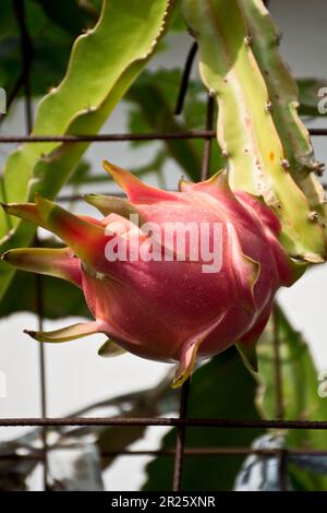 Les fruits de dragon mûrs sont riches en nutrition et en vitamines et sont adaptés à la préparation de salades, de fruits et de smoothie Banque D'Images