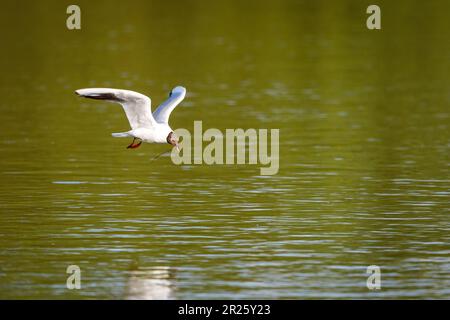 Un mouette à tête brune dans les zones humides Banque D'Images