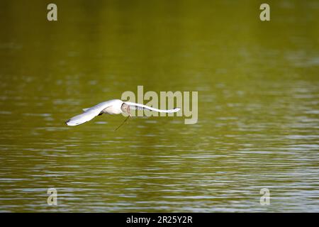 Un mouette à tête brune dans les zones humides Banque D'Images