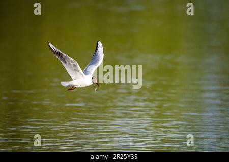 Un mouette à tête brune dans les zones humides Banque D'Images