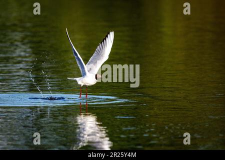 Un mouette à tête brune dans les zones humides Banque D'Images