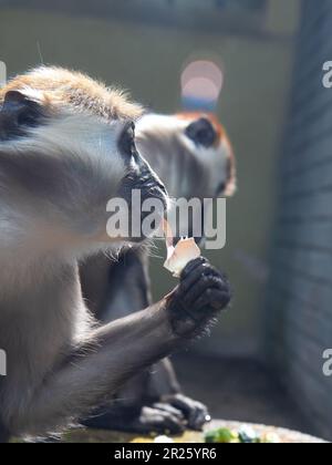 Gros plan sur le devant de la mangabey à col blanc (Cercocebus torquatus, mangabey à capuchon rouge) Banque D'Images