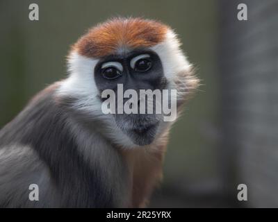 Gros plan sur le devant de la mangabey à col blanc (Cercocebus torquatus, mangabey à capuchon rouge) Banque D'Images