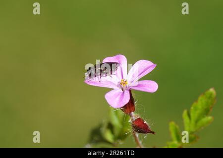 Gros plan Eumerus, famille des Syrphidae. Sur une fleur d'herbe-Robert (Geranium robertianum), famille des Geraniaceae. Printemps, mai Banque D'Images